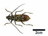 中文種名:中華山天牛學名:Aeolesthes (Aeolesthes) sinensis Gahan, 1890俗名:金毛斑深山天牛