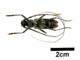 中文種名:中華山天牛學名:Aeolesthes (Aeolesthes) sinensis Gahan, 1890俗名:金毛斑深山天牛