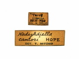 中文種名:皺胸山天牛學名:Nadezhdiella cantori (Hope, 1845)俗名:胸皺深山天牛