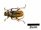 ǦW:Neoplocaederus obesus (Gahan, 1890)