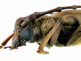 學名:Neoplocaederus obesus (Gahan, 1890)