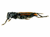 中文種名:黑胸山天牛學名:Lachnopterus auripennis (Newman, 1842)
