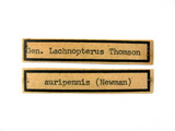 中文種名:黑胸山天牛學名:Lachnopterus auripennis (Newman, 1842)