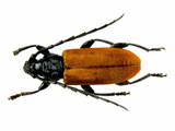 中文種名:黑胸山天牛學名:Lachnopterus auripennis (Newman, 1842)