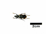 中文種名:黑胸山天牛學名:Lachnopterus auripennis (Newman, 1842)