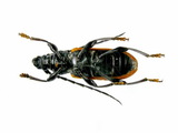 中文種名:黑胸山天牛學名:Lachnopterus auripennis (Newman, 1842)