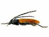 中文種名:黑胸山天牛學名:Lachnopterus auripennis (Newman, 1842)