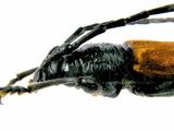 中文種名:黑胸山天牛學名:Lachnopterus auripennis (Newman, 1842)