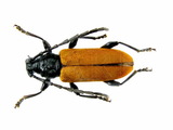 中文種名:黑胸山天牛學名:Lachnopterus auripennis (Newman, 1842)