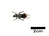 中文種名:黑胸山天牛學名:Lachnopterus auripennis (Newman, 1842)