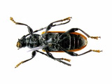 中文種名:黑胸山天牛學名:Lachnopterus auripennis (Newman, 1842)