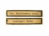 學名:Rhytidodera bowringi White, 1853