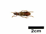 中文種名:黃星姬山天牛學名:Xoanodera maculata Schwarzer, 1925俗名:黃星姬深山天牛