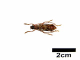 中文種名:黃星姬山天牛學名:Xoanodera maculata Schwarzer, 1925俗名:黃星姬深山天牛