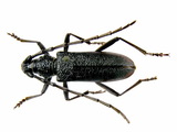 學名:Cerambyx cerdo Linnaeus, 1758