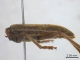 學名:Trichoferus campestris (Faldermann, 1835)