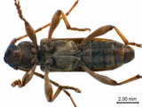 學名:Trichoferus pallidus (Olivier, 1790)