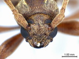 學名:Trichoferus pallidus (Olivier, 1790)