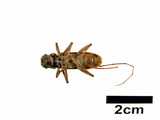 中文種名:家天牛學名:Stromatium longicorne (Newman, 1842)