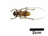 中文種名:家天牛學名:Stromatium longicorne (Newman, 1842)