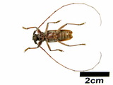 中文種名:家天牛學名:Stromatium longicorne (Newman, 1842)