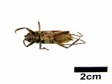 中文種名:家天牛學名:Stromatium longicorne (Newman, 1842)