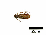 中文種名:家天牛學名:Stromatium longicorne (Newman, 1842)