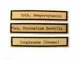 中文種名:家天牛學名:Stromatium longicorne (Newman, 1842)