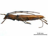 學名:Allotraeus (Nysina) sphaerioninus Bates, 1877