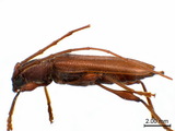 學名:Allotraeus (Nysina) sphaerioninus Bates, 1877