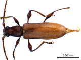 ǦW:Allotraeus (Nysina) sphaerioninus Bates, 1877