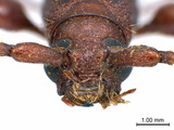 學名:Allotraeus (Nysina) sphaerioninus Bates, 1877