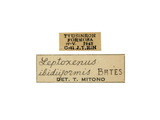中文種名:貝茲氏細領天牛學名:Leptoxenus ibidiiformis Bates, 1877俗名:貝茲優天牛