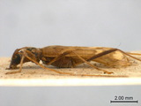 中文種名:貝茲氏細領天牛學名:Leptoxenus ibidiiformis Bates, 1877俗名:貝茲優天牛