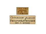 學名:Ceresium fuscum Matsumura et Matsushita, 1932