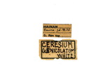 學名:Ceresium geniculatum White, 1855