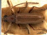 ǦW:Ceresium holophaeum Bates, 1873