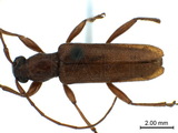 ǦW:Ceresium holophaeum Bates, 1873