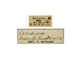 中文種名:白星姬天牛學名:Ceresium leucosticticum White, 1855