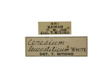 中文種名:白星姬天牛學名:Ceresium leucosticticum White, 1855