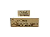 學名:Ceresium palauense Matsushita, 1932