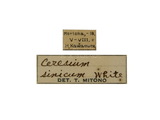 中文種名:中華姬天牛學名:Ceresium sinicum sinicum White, 1855俗名:鐵色姬天牛