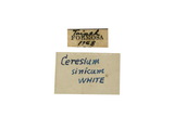 中文種名:中華姬天牛學名:Ceresium sinicum sinicum White, 1855俗名:鐵色姬天牛