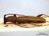 學名:Stenodryas clavigera clavigera Bates, 1873