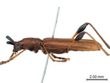 學名:Stenodryas clavigera clavigera Bates, 1873