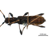 學名:Stenodryas clavigera clavigera Bates, 1873