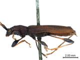 學名:Stenodryas clavigera clavigera Bates, 1873