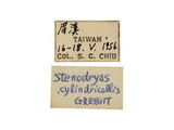 學名:Stenodryas clavigera clavigera Bates, 1873