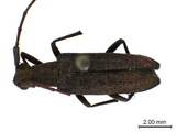 ǦW:Caraphia lepturoides (Matsushita, 1933)