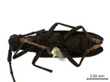 學名:Caraphia lepturoides (Matsushita, 1933)